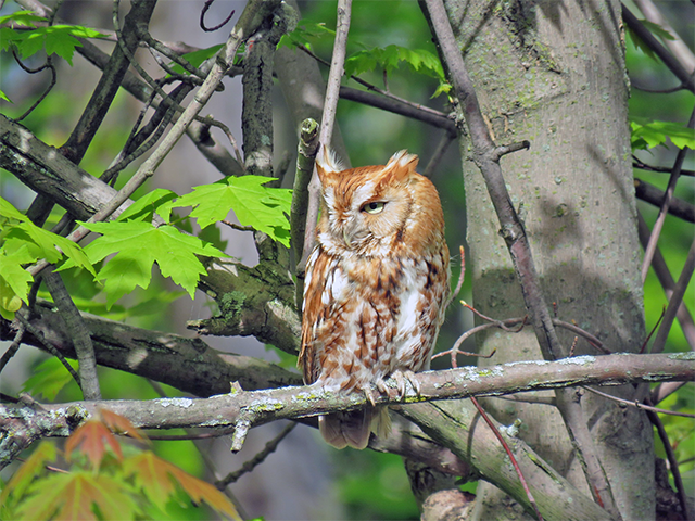 Eastern Screech-Owl Photo by Ventures Birding